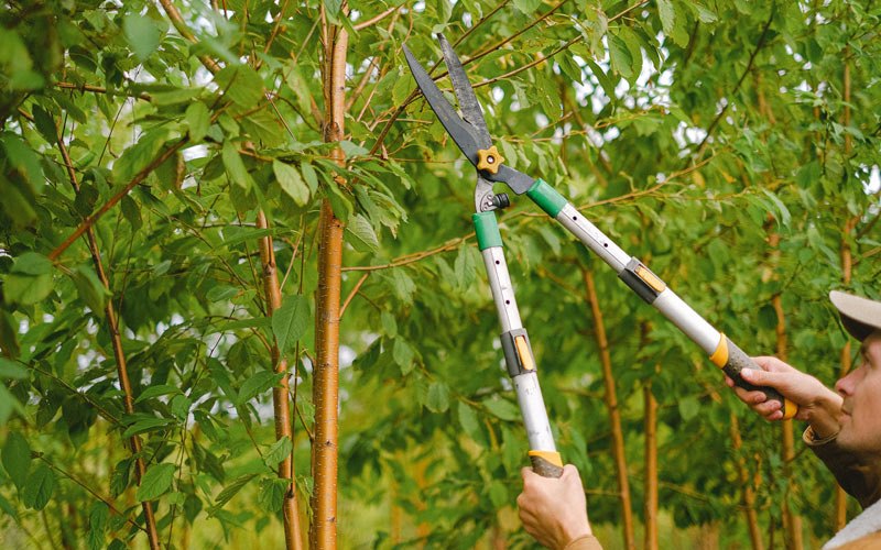 Tree trimming in North English, IA