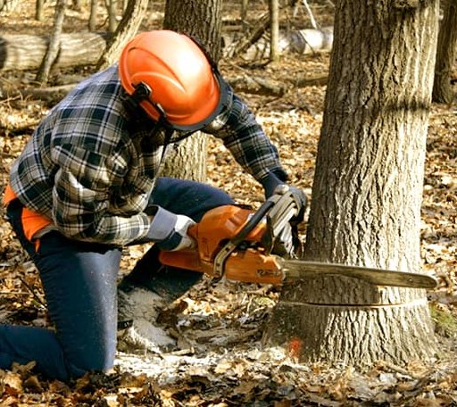 Tree Removal in North English, IA